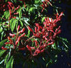 aesculus_pavia_humilis