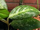 Aglaonema cassandra