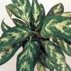 Aglaonema commutatum