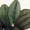 Aglaonema crispum