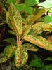 Aglaonema dona carmen