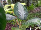 Aglaonema key largo