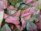 Aglaonema lady valentine