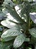 Aglaonema nitidum fo.  curtisii