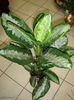 Aglaonema pattaya beauty