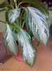 Aglaonema silver bay