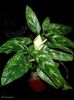 Aglaonema treubii