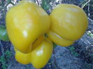 YELLOW STUFER-3221