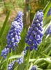 Muscari armeniacum (2014, April 01)