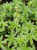 alchemilla_alpina