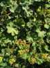 alchemilla_erythropoda