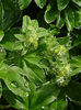 alchemilla_hoppeana