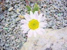 anacyclus_depressus