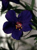 anagallis_mollis