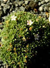androsace_aventioides