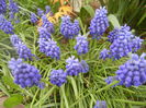 Muscari armeniacum (2014, April 01)