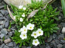 androsace_mathildae