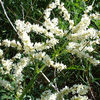 polygonum_alp