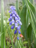 Muscari armeniacum (2014, April 03)