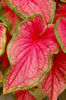 640px-Caladium_bicolor_