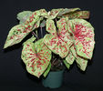 caladium raspberry_moon_paf