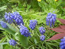 Muscari armeniacum (2014, April 13)