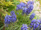 Muscari armeniacum (2014, April 13)