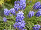 Muscari armeniacum (2014, April 13)