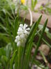 Muscari botryoides Album (2014, Apr.03)