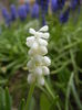 Muscari botryoides Album (2014, Apr.03)