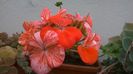 WP_20141006_17_52_10_Pro