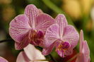 DORITAENOPSIS TAIDA SWEET BERRY