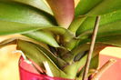 DORITAENOPSIS TAIDA SWEET BERRY