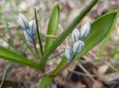 Puschkinia scilloides (2014, March 17)