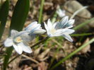 Puschkinia scilloides (2014, March 19)
