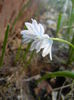 Puschkinia scilloides (2014, March 20)