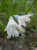 Puschkinia scilloides (2014, March 27)