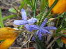 Scilla bifolia_Alpine Squill (2014, Mar.11)