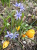 Scilla bifolia_Alpine Squill (2014, Mar.11)