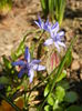 Scilla bifolia_Alpine Squill (2014, Mar.12)