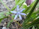 Scilla bifolia_Alpine Squill (2014, Mar.13)