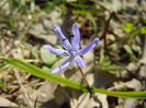 Scilla bifolia_Alpine Squill (2014, Mar.13)