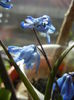 Scilla siberica (2014, March 20)