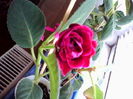 esenia