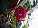 esenia