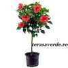 hibiscus pe trunchi,de vanzare 65ron