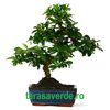 bonsai carmona,de vanzare 99ron