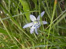 Scilla siberica (2014, March 22)