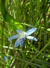 Scilla siberica (2014, March 23)