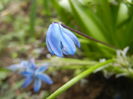 Scilla siberica (2014, March 25)